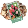 Bloembollen|Ecocheques|ohgreen 40 tulipa greigii mix