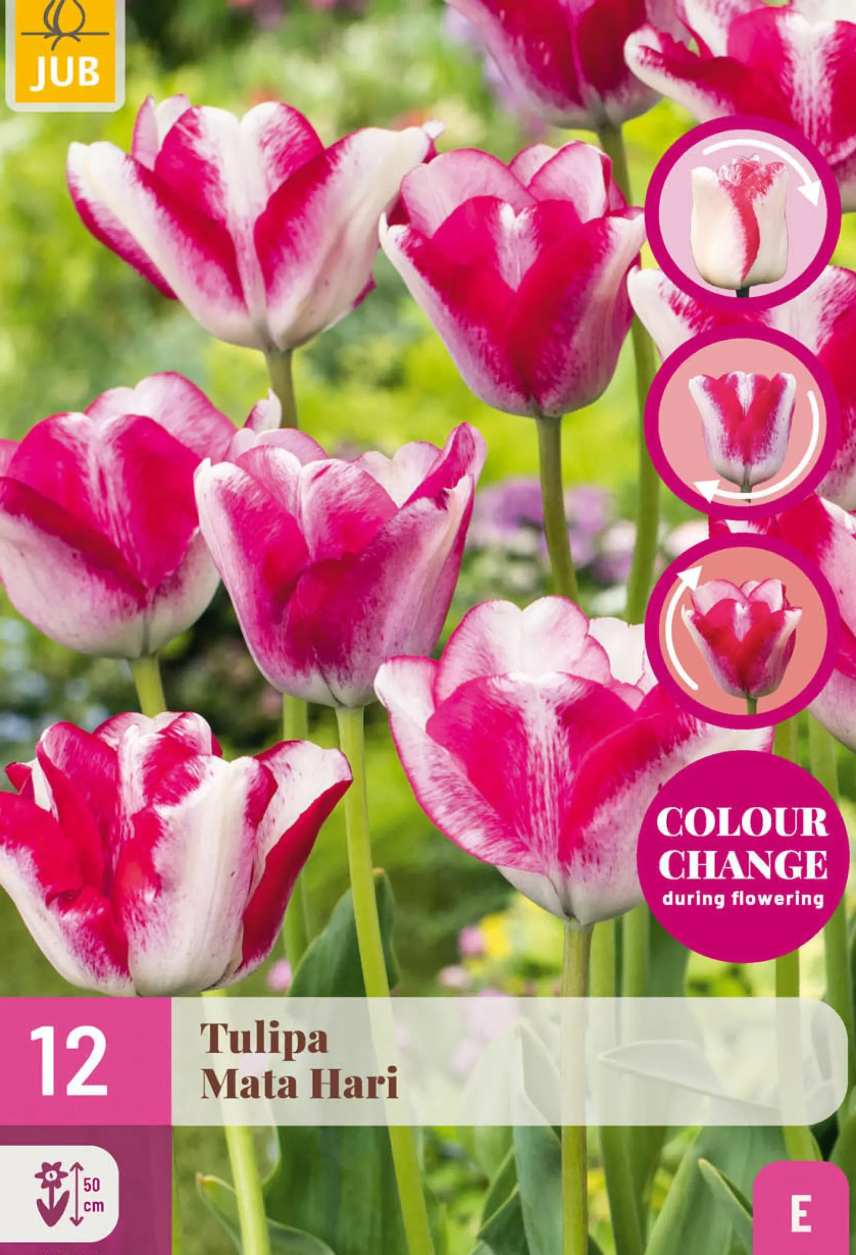 Bloembollen|Ecocheques|ohgreen 12 tulipa mata hari