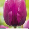 Bloembollen|Ecocheques|ohgreen 7 tulipa negrita