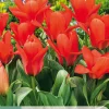 Bloembollen|Ecocheques|ohgreen 7 tulipa oriental beauty