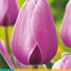 Bloembollen|Ecocheques|ohgreen 7 tulipa purple pride