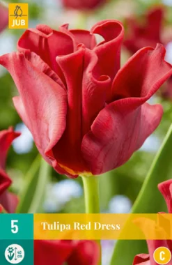 Bloembollen|Ecocheques|ohgreen 5 tulipa red dress