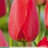 Bloembollen|Ecocheques|ohgreen 7 tulipa red impression