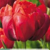 Bloembollen|Ecocheques|ohgreen 5 tulipa red princess
