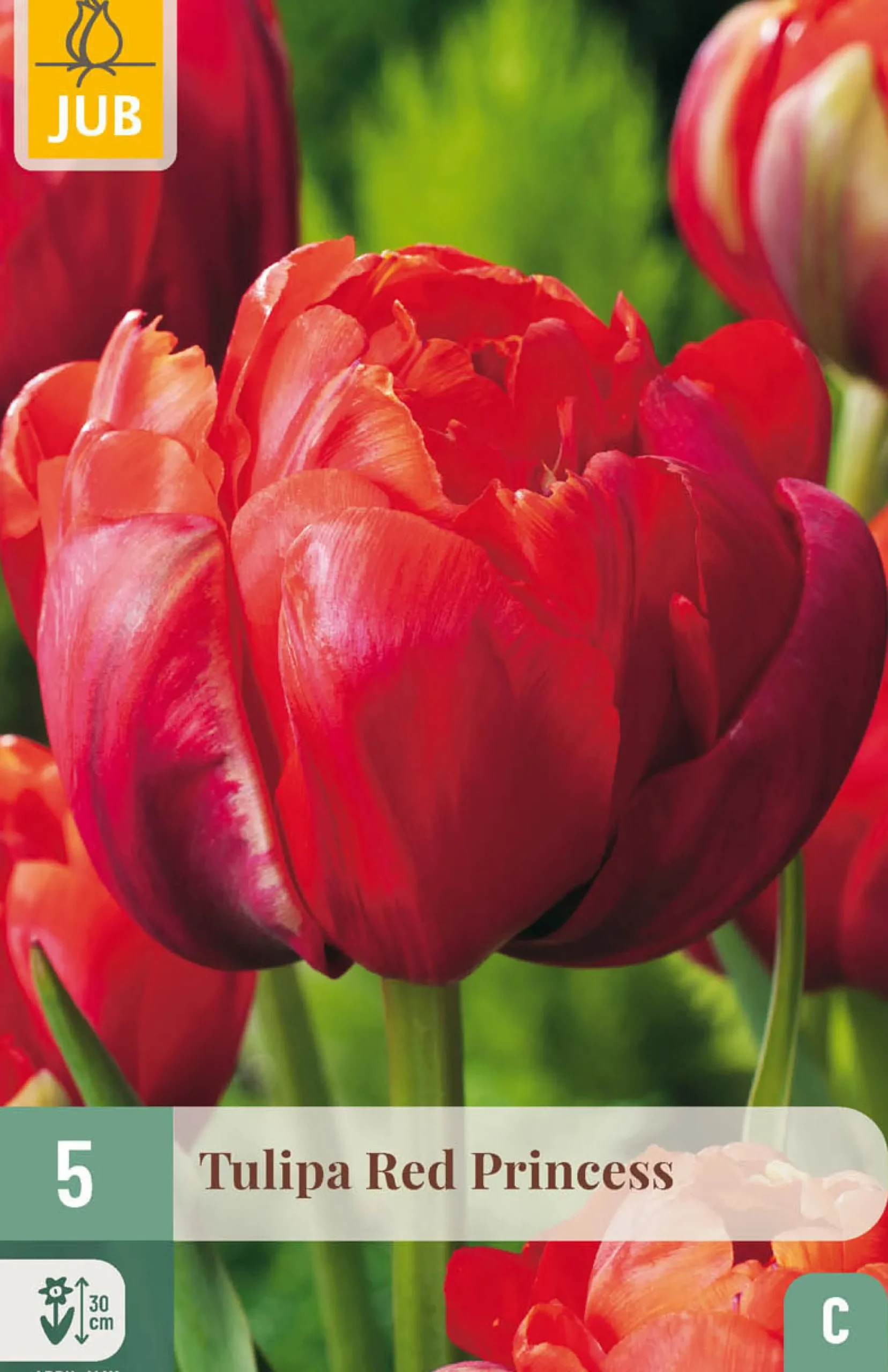 Bloembollen|Ecocheques|ohgreen 5 tulipa red princess