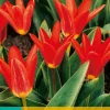 Bloembollen|Ecocheques|ohgreen 7 tulipa scarlet baby