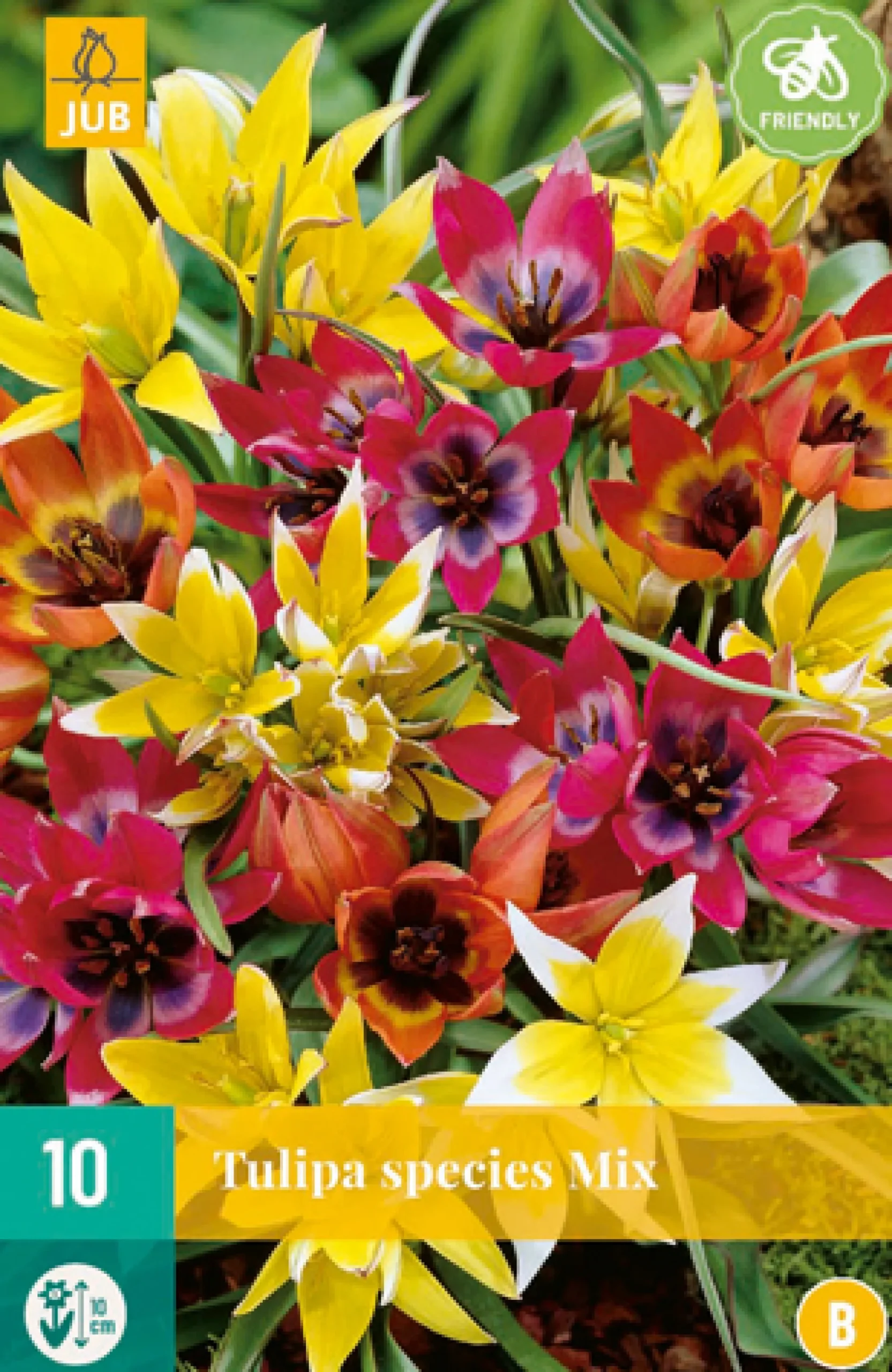 Bloembollen|Ecocheques|ohgreen 10 tulipa species mix