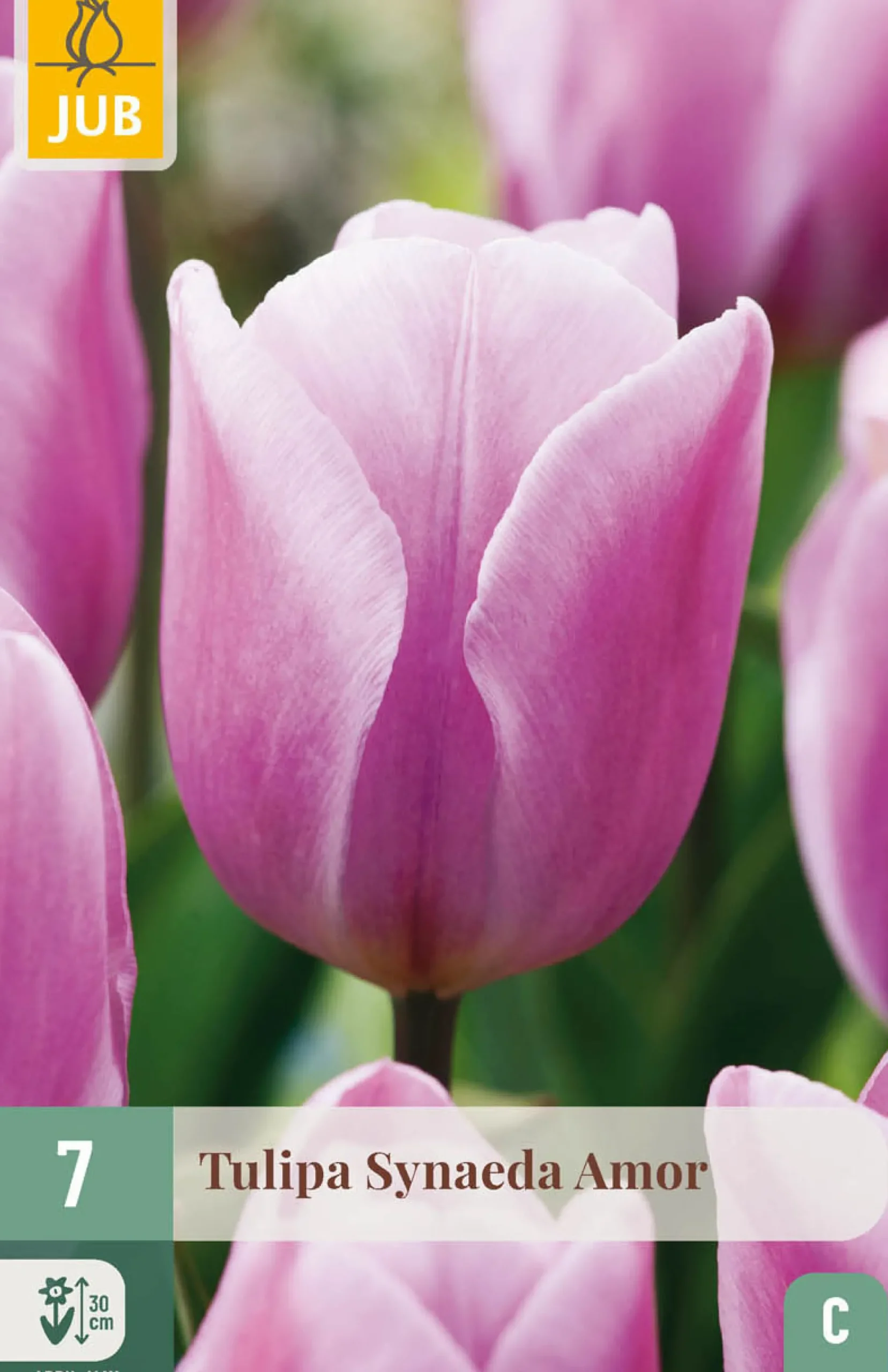 Bloembollen|Ecocheques|ohgreen 7 tulipa synaeda amor