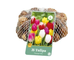 Bloembollen|Ecocheques|ohgreen 35 tulipa triumph mix