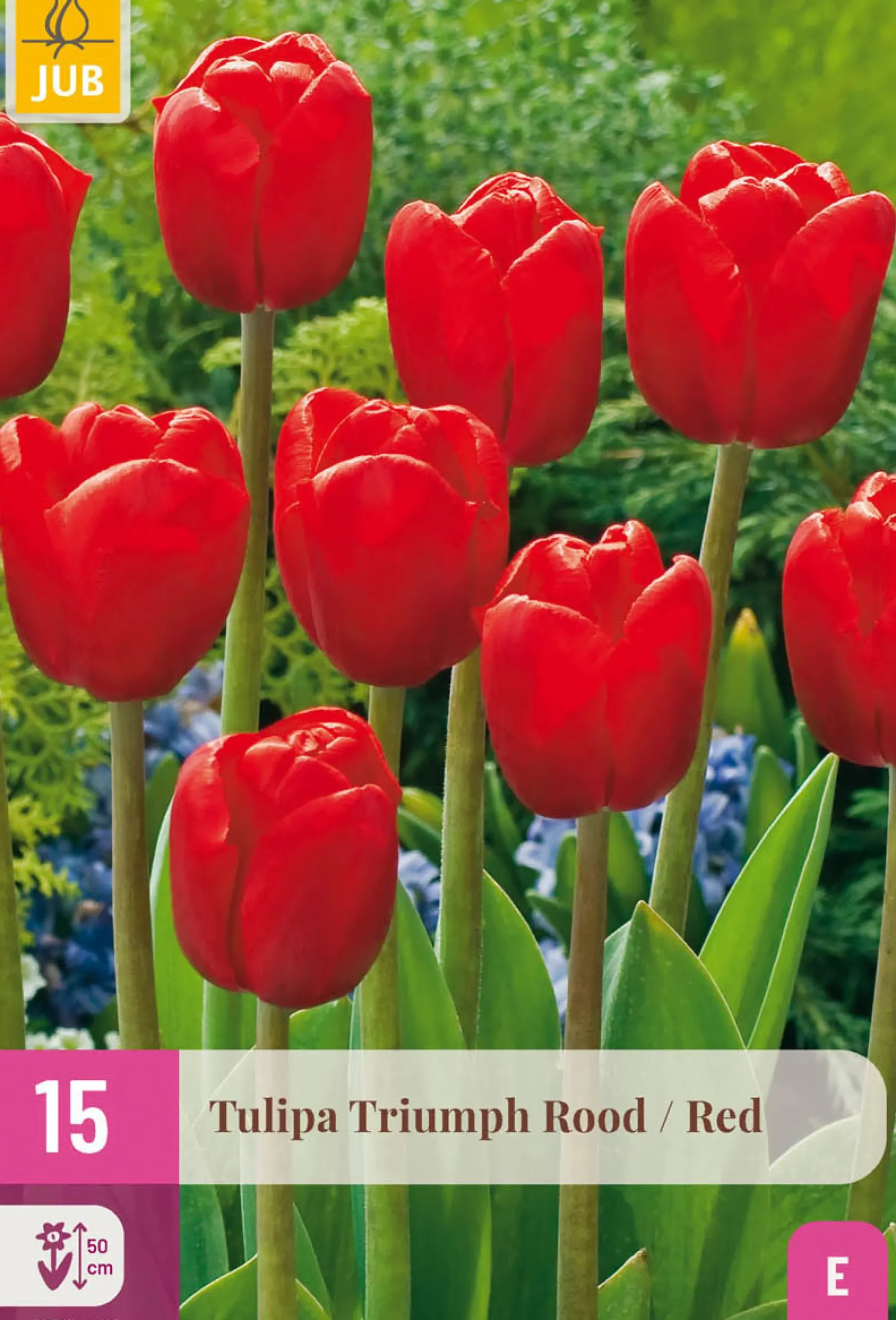 Bloembollen|Ecocheques|ohgreen 15 tulipa triumph rood