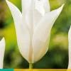 Bloembollen|Ecocheques|ohgreen 7 tulipa white triumphator