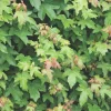 Struiken|Ecocheques|ohgreen Acer campestre blote wortel 80/100 cm