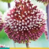 Bloembollen|Ecocheques|ohgreen Allium red mohican 2st