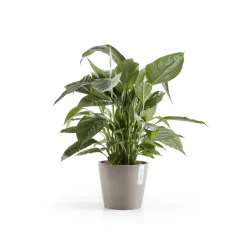 Kunststof|Ecocheques|ohgreen Amsterdam 20cm taupe met waterreservoir