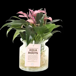 Composities En Terrariums|Ecocheques|ohgreen Anthurium sierglas