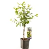 Fruitbomen|Ecocheques|ohgreen Appelbessenstruik aronia melanocarpa gevlochten stam