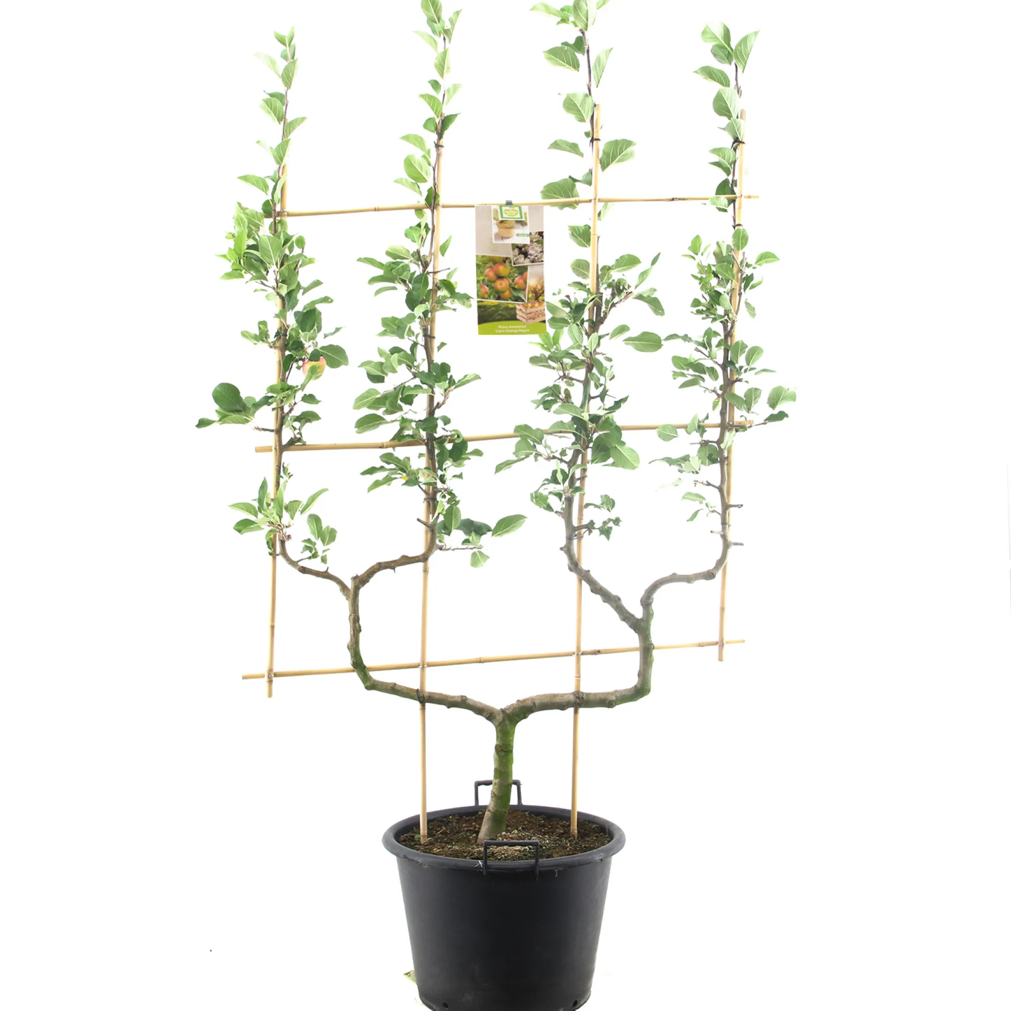 Fruitbomen|Ecocheques|ohgreen Appelboom malus domestica cox's orange dubbele-u boom