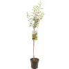 Fruitbomen|Ecocheques|ohgreen Appelboom malus domestica cox's halfstam
