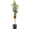Fruitbomen|Ecocheques|ohgreen Appelboom malus domestica james grieve laagstam
