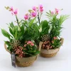 Composities En Terrariums|Ecocheques|ohgreen Arrangement orchidee p21 h35
