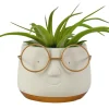 Groene Planten|Ecocheques|ohgreen Arrangement Tillandsia (luchtplantje)
