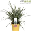 Vaste Planten|Ecocheques|ohgreen Astelia Silver Shadow