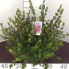 Struiken|Ecocheques|ohgreen Azalea japonica