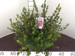 Struiken|Ecocheques|ohgreen Azalea japonica