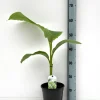 Mediterrane Planten|Ecocheques|ohgreen Bananenplant Musa Basjoo