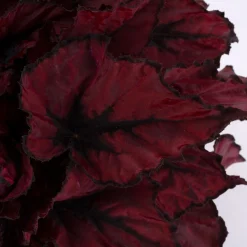 Groene Planten|Ecocheques|ohgreen Begonia Kohala Red