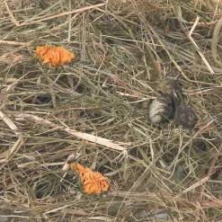 Knaagdieren Voeding|ohgreen Berghooi met paardenbloem 500 gr.