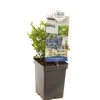 Fruitbomen|Ecocheques|ohgreen Blauwe bessenstruik vaccinium corymbosum alvar zeer vorstbestendig