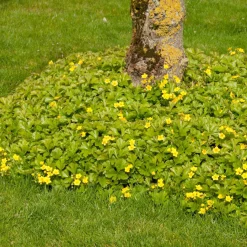 Vaste Planten|Ecocheques|ohgreen Bodembedekker p9