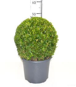 Struiken|Ecocheques|ohgreen Buxus bol in grijze decopot p26 h45