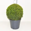 Struiken|Ecocheques|ohgreen Buxus sempervirens bol p31 h70