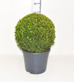 Struiken|Ecocheques|ohgreen Buxus sempervirens bol p31 h70