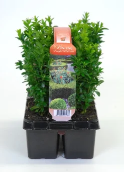 Struiken|Ecocheques|ohgreen Buxus sempervirens 6-pack p9 h15