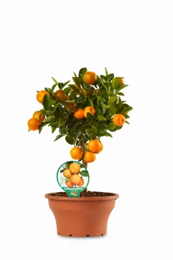 Ecocheques|Mediterrane Planten|ohgreen Calamondino ciotola