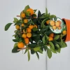 Ecocheques|Mediterrane Planten|ohgreen Calamondino spalliera