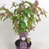 Struiken|Ecocheques|ohgreen Callicarpa profusion (Schoonvrucht)