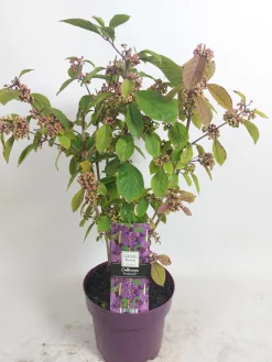Struiken|Ecocheques|ohgreen Callicarpa profusion (Schoonvrucht)