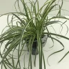 Vaste Planten|Ecocheques|ohgreen Carex feather falls p17