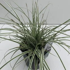 Vaste Planten|Ecocheques|ohgreen Carex oshimensis Everest