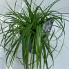 Vaste Planten|Ecocheques|ohgreen Carex oshimensis Evergreen ( Zegge )