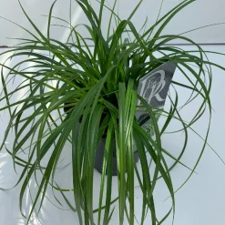Vaste Planten|Ecocheques|ohgreen Carex oshimensis Evergreen ( Zegge )