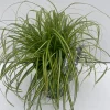 Vaste Planten|Ecocheques|ohgreen Carex oshimensis Eversheen ( Zegge )