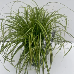 Vaste Planten|Ecocheques|ohgreen Carex oshimensis Eversheen ( Zegge )