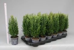 Struiken|Ecocheques|ohgreen Chamaecyparis lawsoniana Snow White