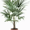 Mediterrane Planten|Ecocheques|ohgreen Chinese waaierpalm p22