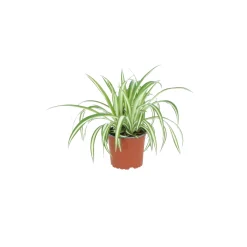 Groene Planten|Ecocheques|ohgreen chlorophytum comosum ( Graslelie of Spinnenplant )